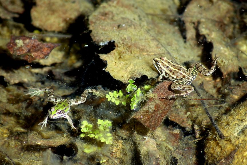 che rana ? Pelophylax sp. (Lombardia)